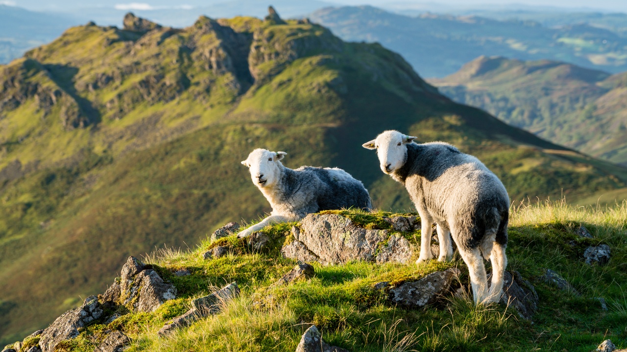 Herdwick sheep standing on grass next to rocks